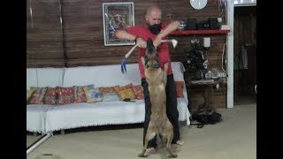 Советы кинолога.Не дрессируй а воспитывай!