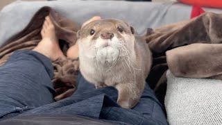 何度離れても飼い主の元へぬるぬる近寄ってくるカワウソ No matter how many times you leave, otter will always come back to you