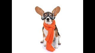 Мастер класс ВЯЖЕМ шапочку собаке ✈ Crochet Dog Aviator Hat ✈  ШАПКА для СОБАКИ с ОЧКАМИ ✌
