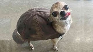 ???? Dogs And ???? Cats In Funny Situations - Funniest Of The 2020 ????