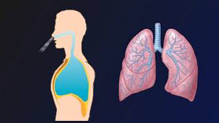 Breathing Mechanism: Inhalation and Exhalation
