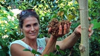 Permaculture Paradise: Val & Eli's Fall Chop & Drop!