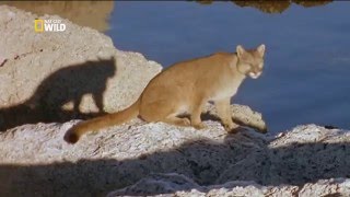 Пума: лев Анд - Puma: lion of the andes