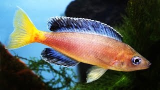 Tanganyika and Victoria cichlids breeding list/Цихлиды Танганьики и Виктории - Список разведения