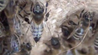 Зимовка пчел  Осмотр пчел на втором точке 31 января The wintering of bees  Inspection of the bees at