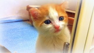 Small cute baby cat　小さくて可愛い赤ちゃん猫