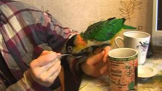Каики видео 2