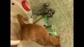 Как приучить кота гадить в раковину / How to train your cat to poop in the sink