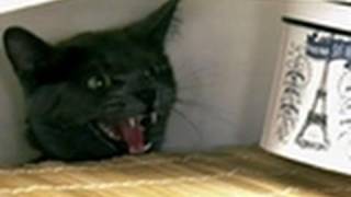 Wild Cat Attacks Owners | My Cat From Hell
