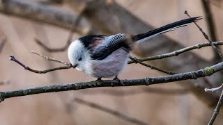 Ополовники, или длиннохвостые синицы. Aegithalos caudatus. Птицы Беларуси.