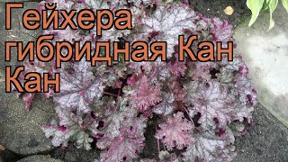 Гейхера гибридная Кан Кан (heuchera can can) ? Кан Кан обзор: как сажать, саженцы гейхеры Кан Кан