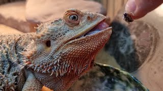 Дракон очень вкусно ест хрустящих тараканов. Мукбанг от Блинца