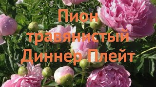 Пион травянистый Диннер Плейт ? обзор: как сажать, саженцы, луковицы пиона Диннер Плейт