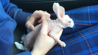 Woman adopts hairless bunny nearly put down