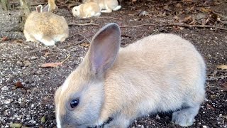 Rabbit Island Japan: A Day in the Life