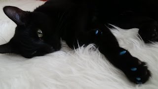 Антицарапки для кота. Решаем проблему острых когтей