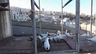 БОЙНЫЕ ГОЛУБИ ШЕЙКИ,в гостях