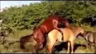 Touch Me Mating Horse Mating with Breeding Horses Wife