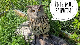 Меняем водичку в бассейне у совы Ёлки. Сова недовольна