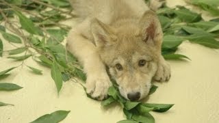 CUTE: Adorable grey wolf pup becomes San Diego Zoo's animal 'ambassador'