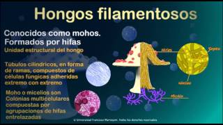 Hongos