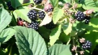 ЕЖЕВИКА. УХОД, РАЗМНОЖЕНИЕ ЕЖЕВИКИ Обзор нашей ежевики dewberry