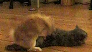 Bunny is making Love to Cat