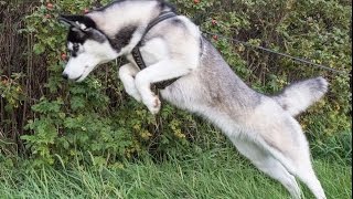 The cruel Lihkku hunting.  Siberian Husky