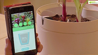 COMMENT DIVISER UN GUZMANIA ET LE CULTIVER DANS UN POT CONNECTÉ