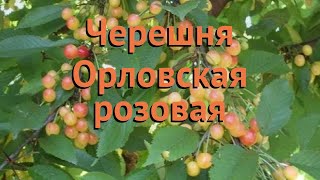 Черешня обыкновенная Орловская розовая ? обзор: как сажать, саженцы черешни Орловская розовая