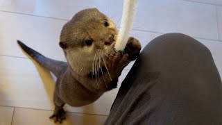チクチクへの触り方が可愛いカワウソと興奮する猫 cat excited by prickles and otter wary