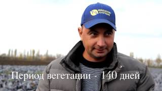 Обзор краснокочанной капусты Гаранси F1 от HM "Clause"
