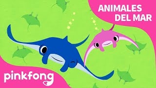 Mantarraya | ¡Superhéroe, mantarraya! | Animales del Mar | Pinkfong Canciones Infantiles