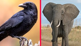 ▽ Какое животное самое умное? Топ 5 самых умных животных на Земле