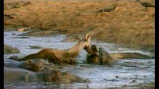 Lion Crocodile attack