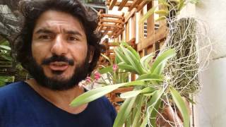 Raízes das orquídeas