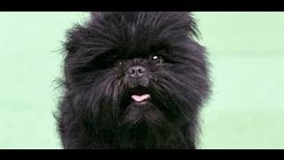 Affenpinscher - America's Top Dog - Everyone wants an Affenpinscher after Westminster Win