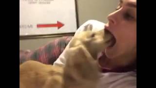 Dog Sticks His Nose In Girls Mouth ( Vine )