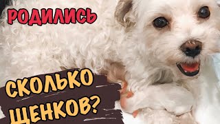 #2 РОДЫ СОБАКИ!!! СКОЛЬКО ИХ? BIRTH VLOG??
