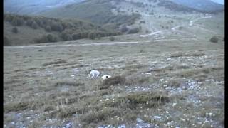 Ariegeois Giannis Edessa -  Αριέγης Γιάννης Έδεσσα