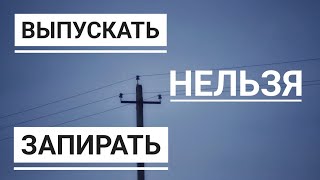 О гибели ястреба Клюквы