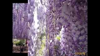 Wisteria - Глициния