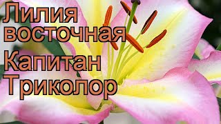 Лилия восточная Капитан Триколор ? обзор: как сажать, луковицы лилии Капитан Триколор