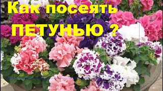 Петунья. Посадка петуньи. Видео 1. Самый легкий способ для новичков.