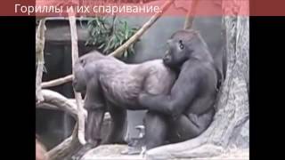 Гориллы и их спаривание  Gorillas and their pairing
