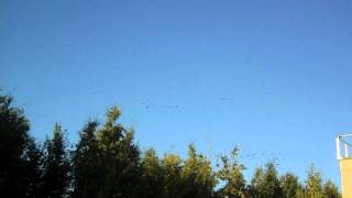 Winged Migration Over CCHRC