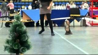 Суки класс юниоров "Cозвездие псов" ЧРКФ, 27.11.2011