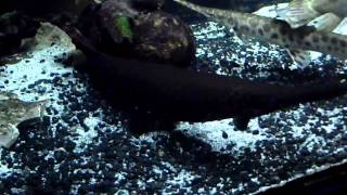 Tour of "The Tank" (gars, lungfishes, panfishes....and more gars)