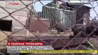 Чупакабра в Ростове