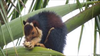 Malabar Giant Squirrel